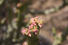 Euphorbia caducifolia